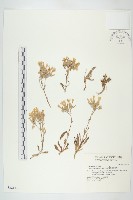 藏品(鵝鑾鼻燈籠草)的圖片