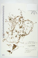 藏品(娥房藤)的圖片