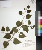 藏品(粉藤)的圖片