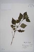 藏品(賽山藍)的圖片