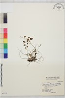 藏品(鹿場毛茛)的圖片