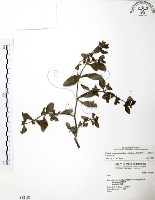 藏品(克非亞草)的圖片