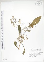 藏品(同蕊草、異色線柱苣苔)的圖片