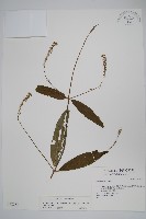 藏品(柳葉牛膝)的圖片