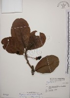 藏品(大葉山欖、臺灣膠木)的圖片