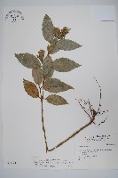 藏品(直立半插花)的圖片