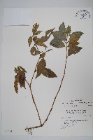 藏品(直立半插花)的圖片