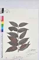 藏品(披針葉饅頭果)的圖片