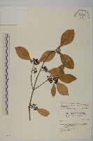 藏品(日本賽衛矛、日本假衛矛)的圖片