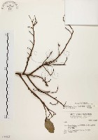 藏品(盤龍木、牛筋藤)的圖片