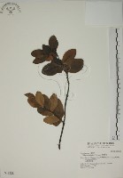 藏品(南嶺蕘花)的圖片