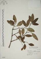 藏品(南嶺蕘花)的圖片