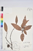 藏品(印度苦櫧)的圖片