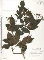 藏品(火筒樹)的圖片