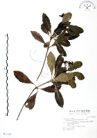 藏品(七里香、台灣海桐)的圖片