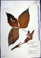 藏品(申跋、油跋、小天南星)的圖片