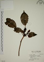 藏品(昆欄樹)的圖片