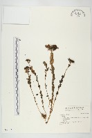 藏品(三葉山芹菜)的圖片