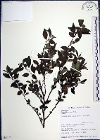 藏品(水雞油)的圖片