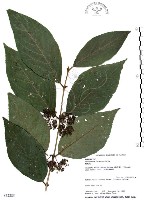 藏品(杜虹花，台灣紫珠)的圖片