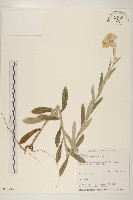 藏品(紅面番)的圖片