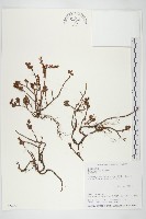 藏品(能高佛甲草)的圖片