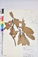 藏品(臺灣杜鵑)的圖片