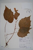 藏品(溪頭秋海棠)的圖片