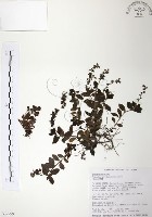 藏品(玉山水苦賈)的圖片