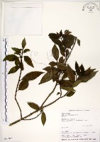 藏品(華八仙)的圖片