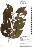 藏品(杜虹花，台灣紫珠)的圖片