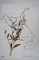 藏品(琉璃草)的圖片