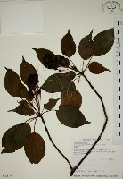 藏品(昆欄樹)的圖片