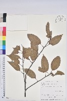 藏品(赤柯、赤椆、森氏櫟)的圖片