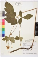 藏品(小白頭翁、野棉花)的圖片