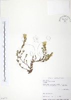 藏品(玉山龍膽)的圖片