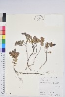 藏品(高山白珠樹)的圖片