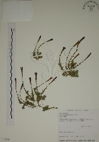 藏品(阿里山龍膽)的圖片