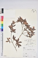 藏品(台灣高山杜鵑)的圖片