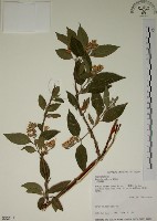 藏品(大葉溲疏)的圖片