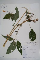 藏品(紫花鳳仙花)的圖片