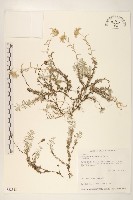 藏品(玉山薄雪草)的圖片