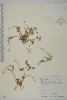 藏品(玉山卷耳)的圖片