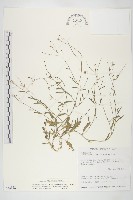 藏品(玉山筷子芥)的圖片