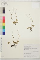 藏品(臺灣唐松草、臺灣鐵大烏)的圖片