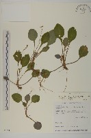 藏品(臺灣鬼督郵)的圖片