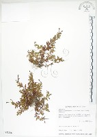 藏品(合歡柳葉菜)的圖片