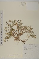 藏品(玉山抱莖籟簫)的圖片