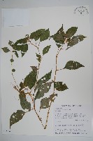 藏品(紫花鳳仙花)的圖片