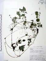 藏品(長梗盤花麻)的圖片